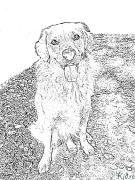 golden retriever Páginas Para Colorear Para Imprimir